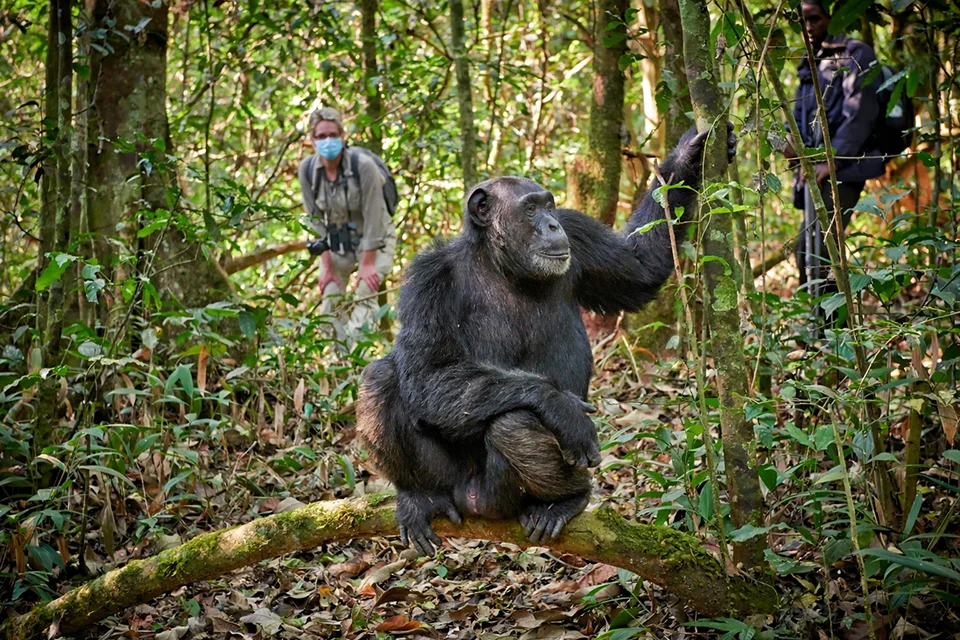 Chimpanzee trekking experience in an African rainforest with expert guides
