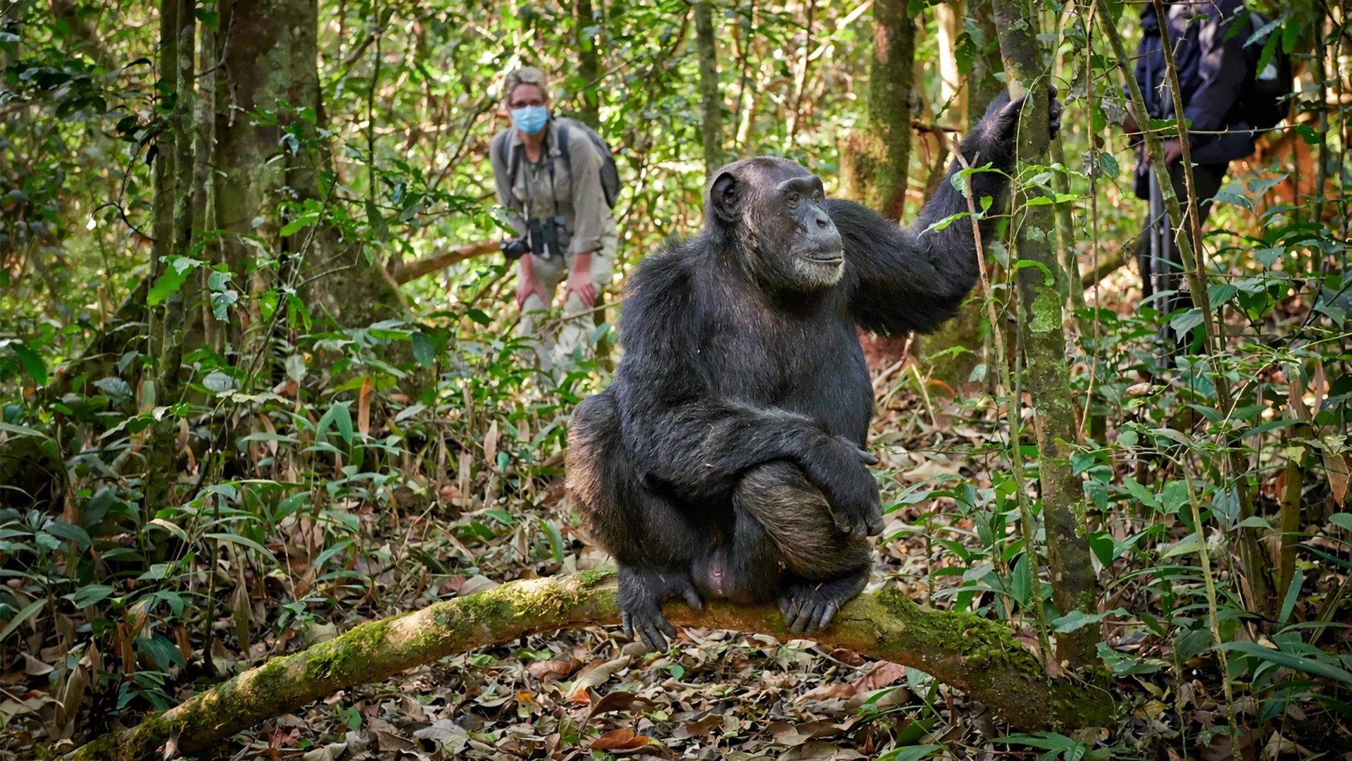 Chimpanzee resting in the forest as visitors observe during a chimp trekking experience