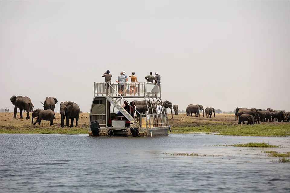Travellers on a boat safari watching elephants along the Chobe River in Botswana