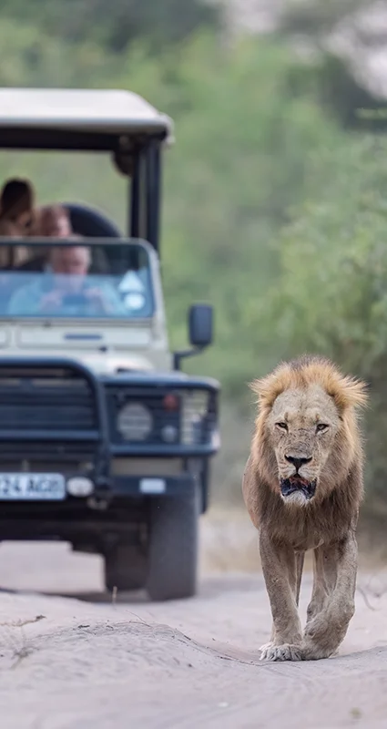 Male lion walking along a sandy track in front of a Chobe Game Lodge safari vehicle in Chobe National Park