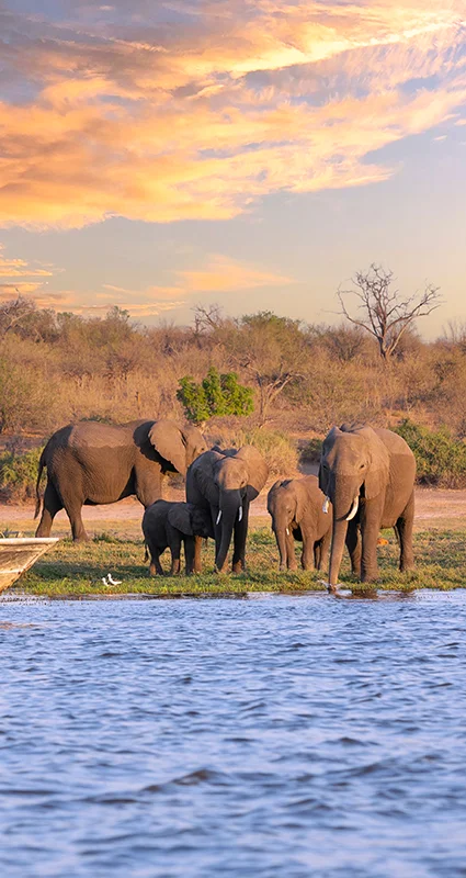 A safari boat carrying tourists passes a herd of elephants, including calves, gathered at the edge of a river at sunset