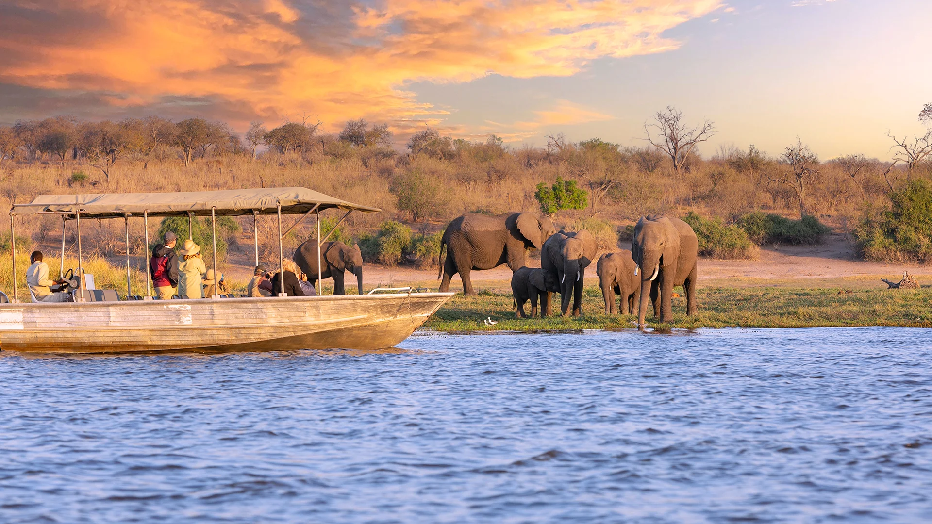 A safari boat carrying tourists passes a herd of elephants, including calves, gathered at the edge of a river at sunset