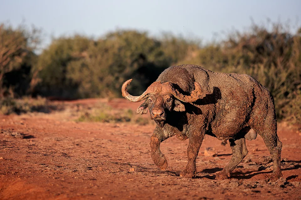 Mud-covered African buffalo walking along a red dirt road