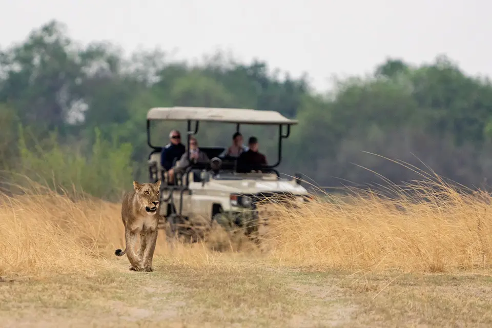Following a lion on safari