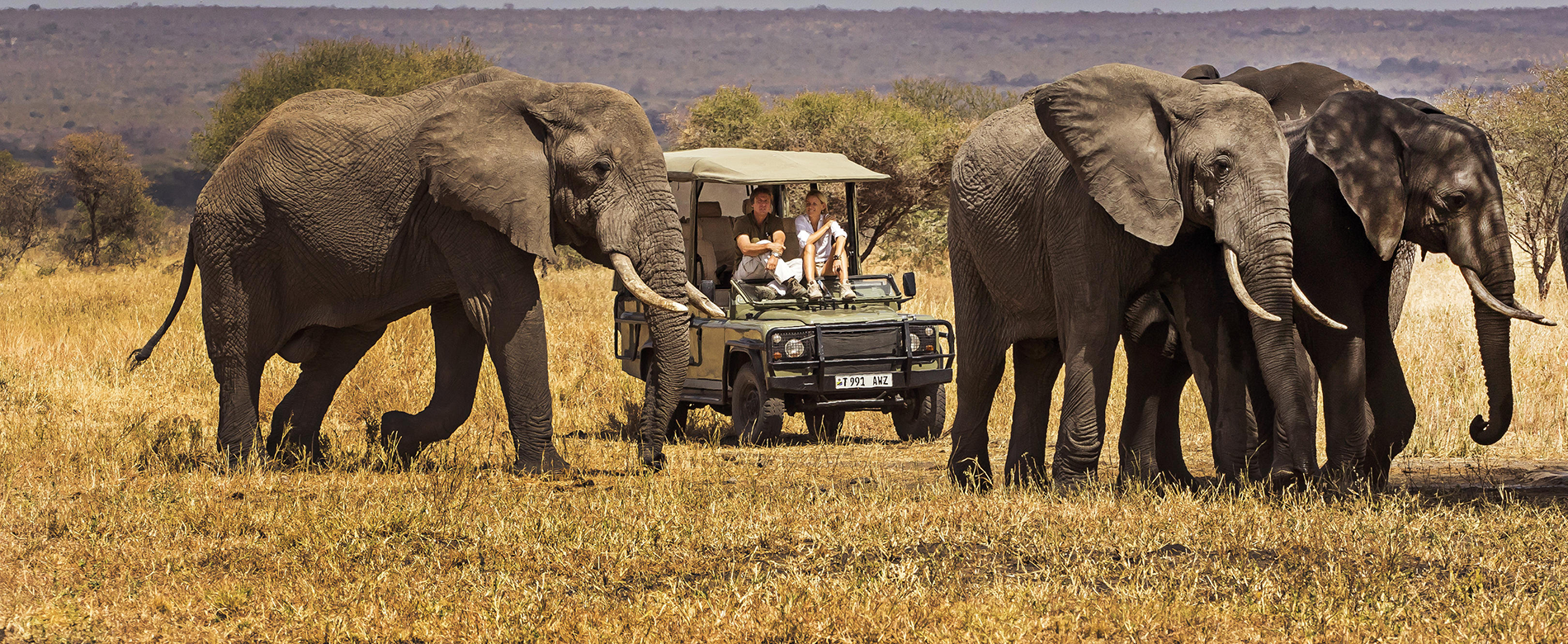 elephants on safari