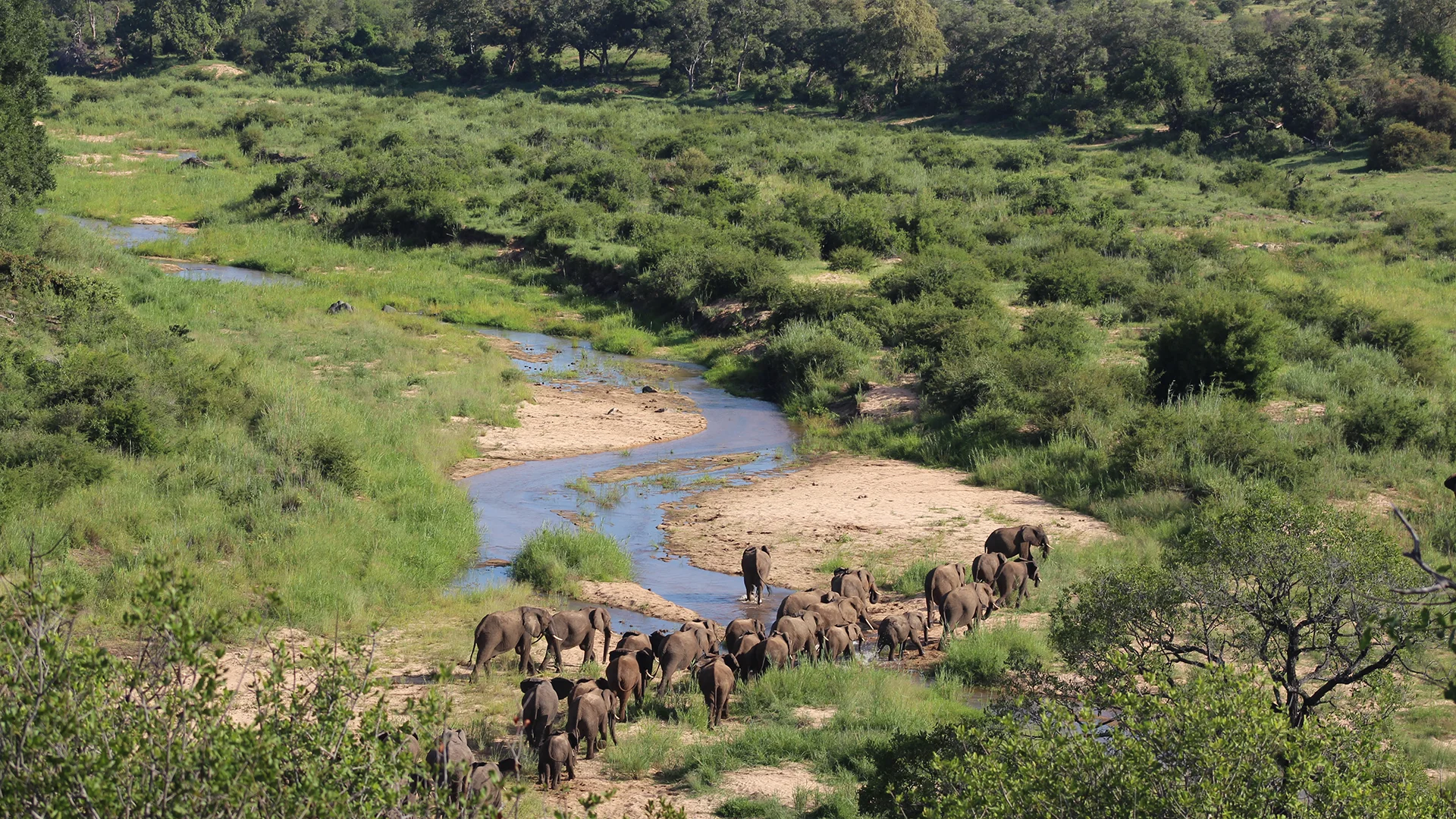 Herd of African elephants crossing a winding river through lush bushveld in the Klaserie Private Nature Reserve, Greater Kruger