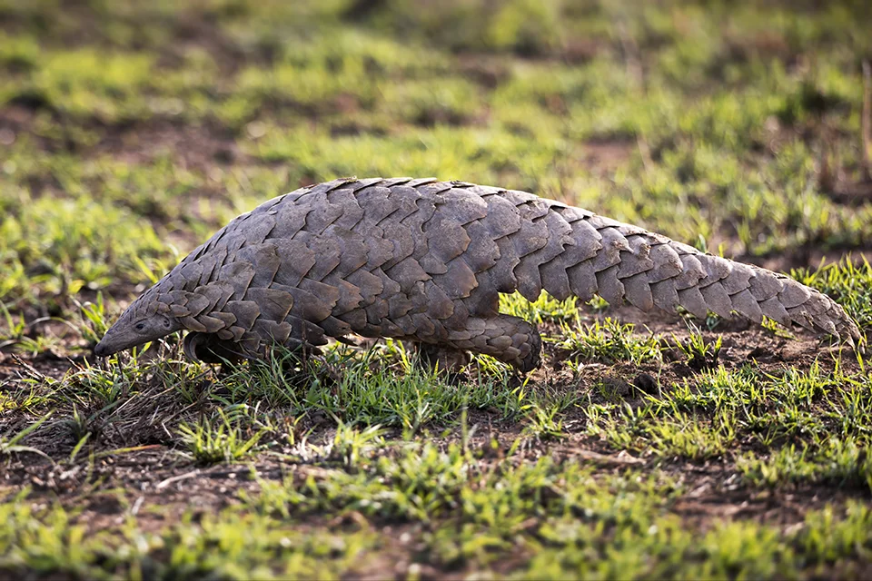 Covered in protective scales, a pangolin explores its habitat, offering the kind of extraordinary encounter many safari-goers remember most