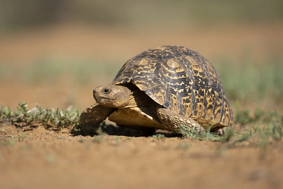A leopard tortoise slowly crosses open grassland, representing the often-overlooked reptiles that enrich Africa’s wildlife landscapes