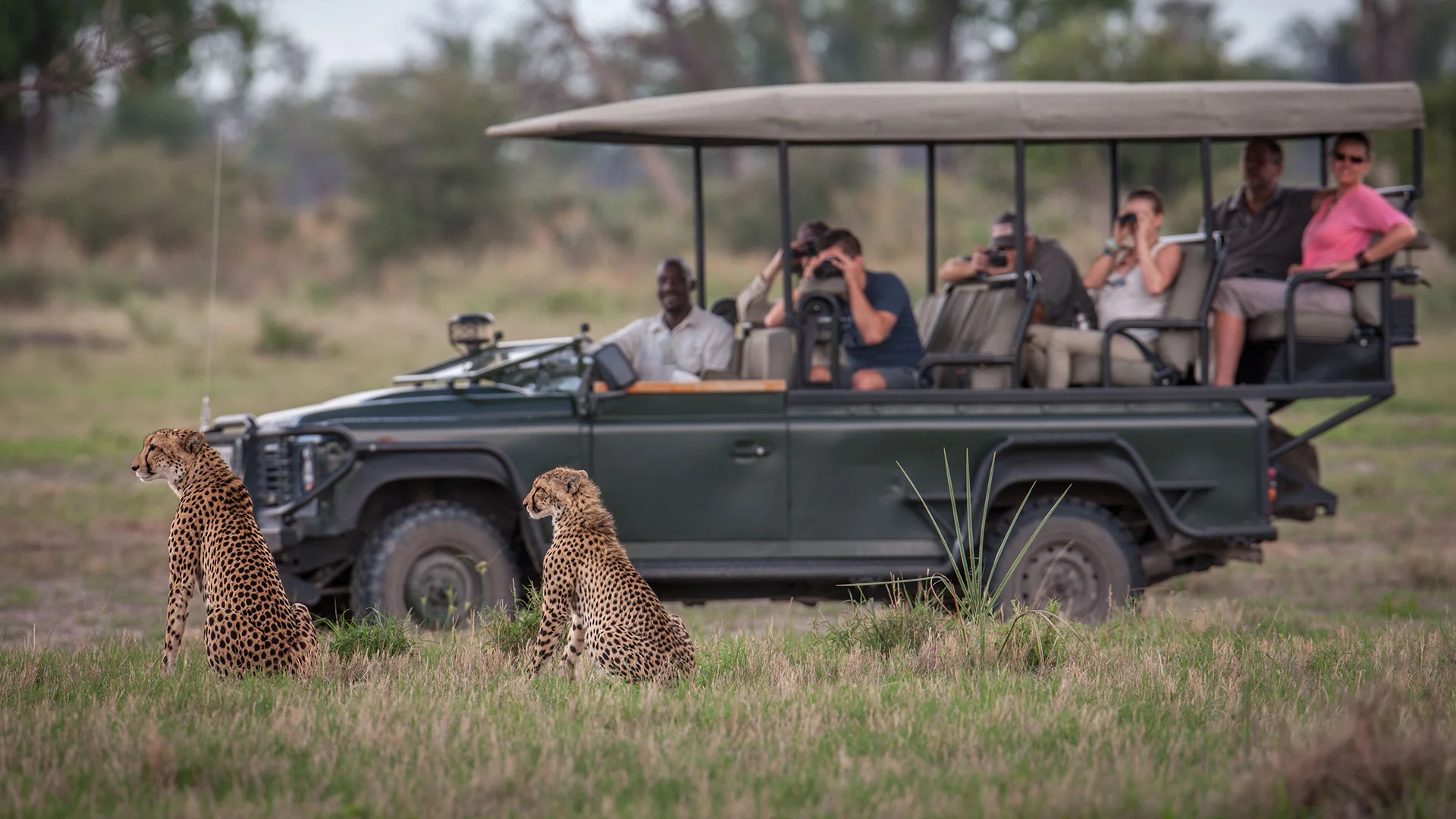 Safari guests photograph two cheetahs resting in the grass from an open game drive vehicle at Chitabe Lediba, Botswana