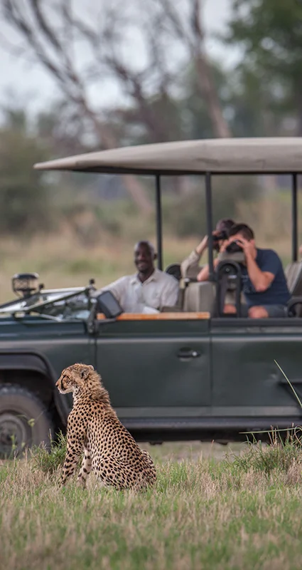 Safari guests photograph two cheetahs resting in the grass from an open game drive vehicle at Chitabe Lediba, Botswana
