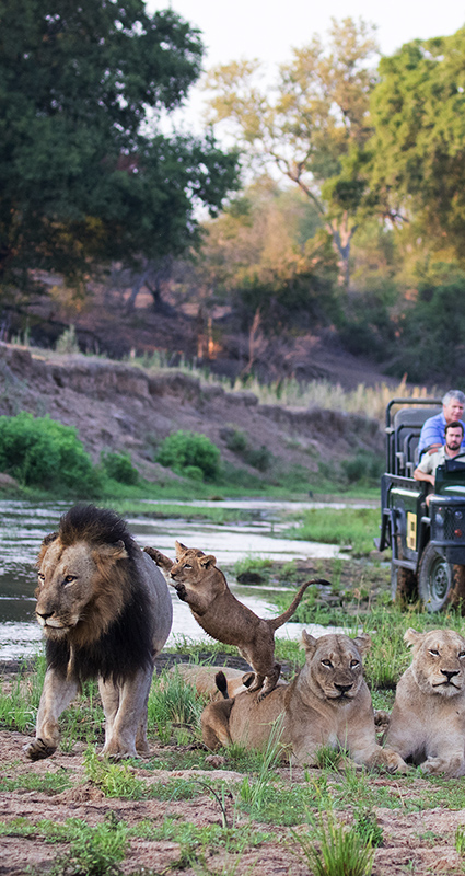 Big 5 Kruger