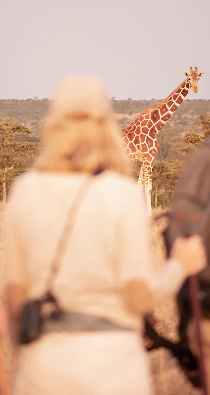 Safari guests on a guided walking safari watching a giraffe across the African savannah