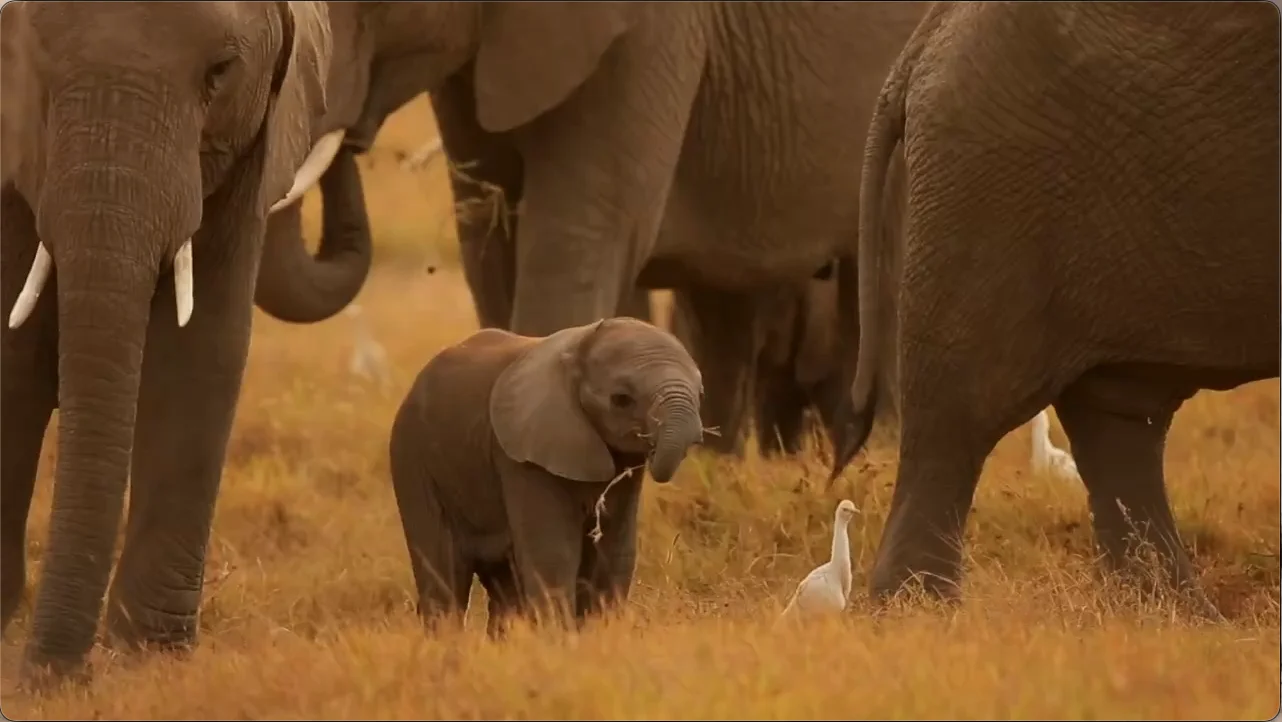 Baby elephant in Meru National Park