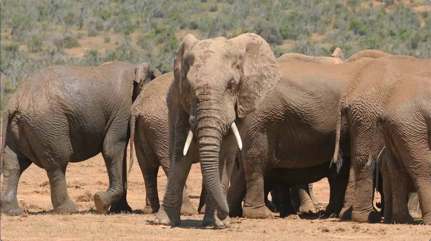 Elephants at an Amakhala waterhole