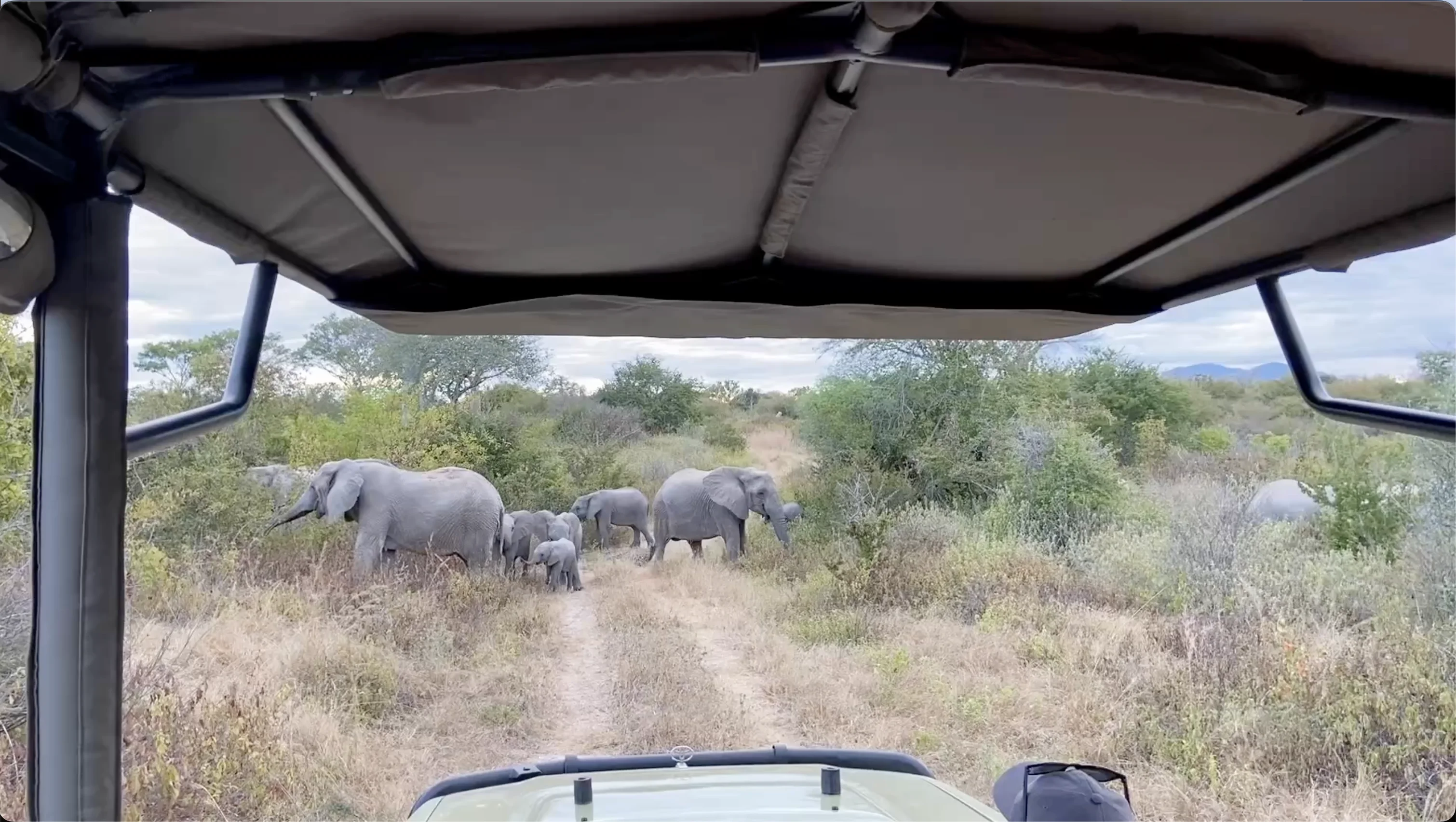 Herd of elephants, including calves, crossing a safari track in front of a game-drive vehicle in Ruaha National Park, Tanzania