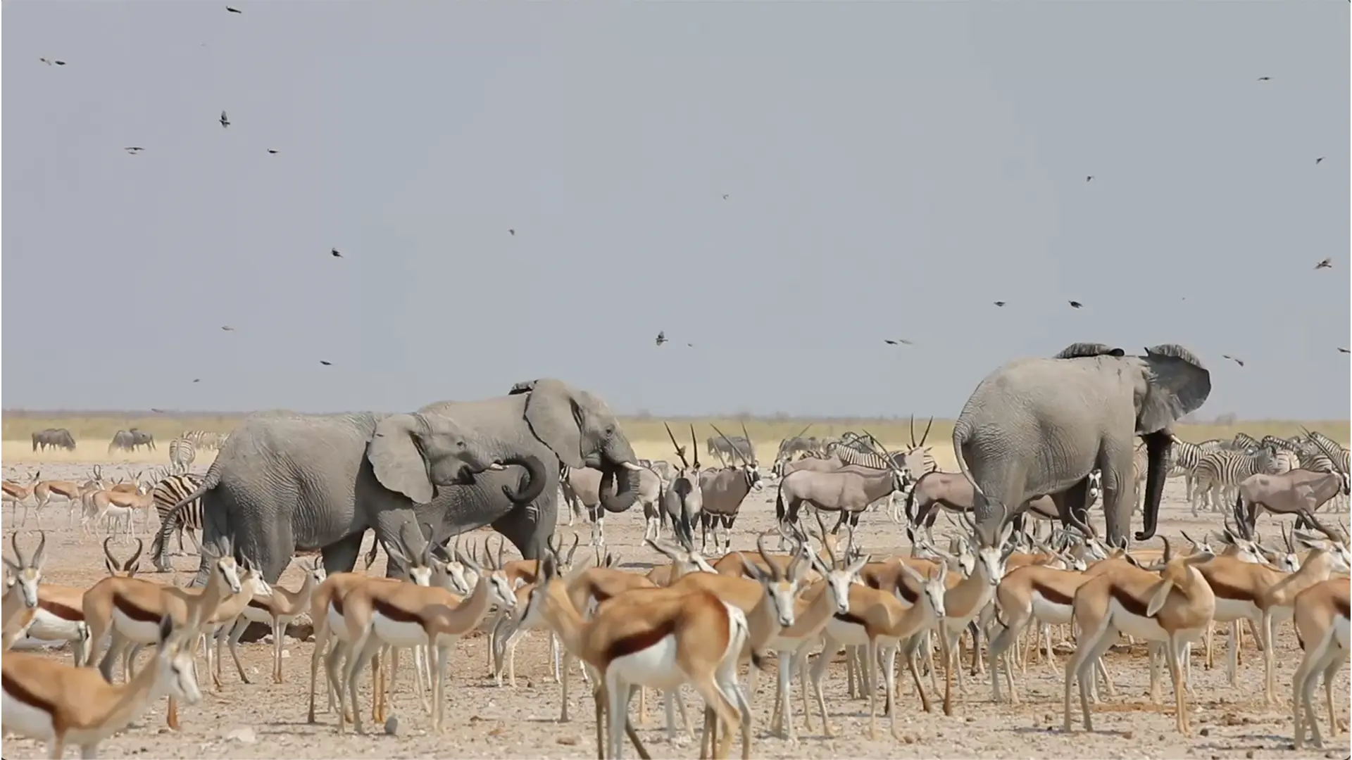 Etosha safari