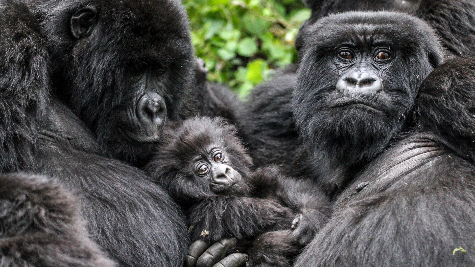 A baby mountain gorilla sits between two adult gorillas, gazing toward the camera while nestled safely within its family group in a lush forest habitat