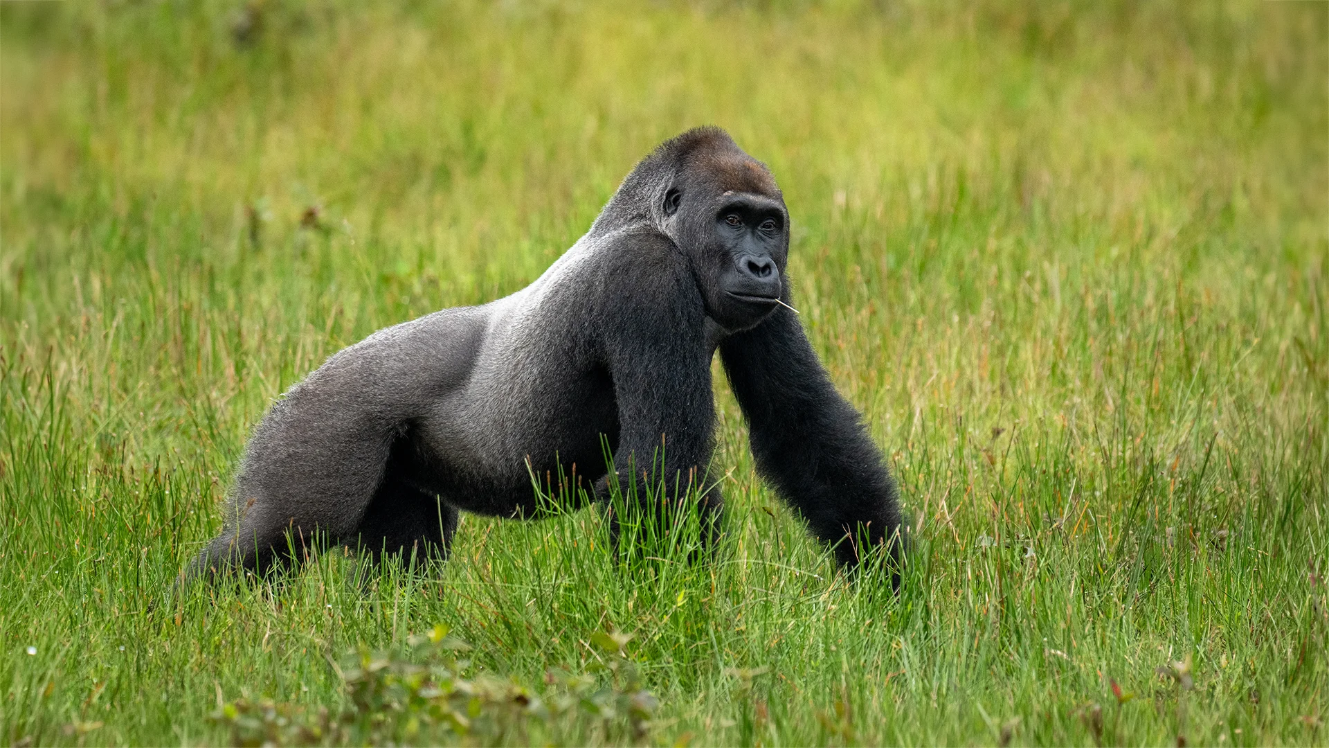 Western lowland gorilla moving through a grassy clearing in Odzala-Kokoua National Park, Republic of the Congo