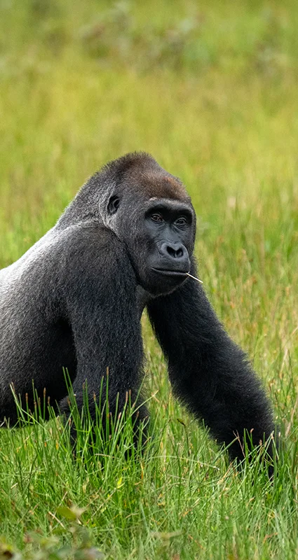 Western lowland gorilla moving through a grassy clearing in Odzala-Kokoua National Park, Republic of the Congo