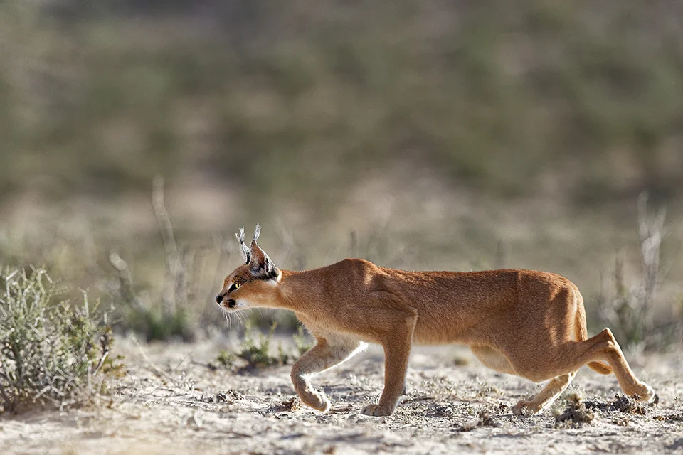 A caracal stalks across the Kalahari sands, showcasing one of Africa’s most elusive and skilful small predators.
