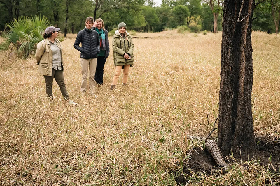 pangolin safari