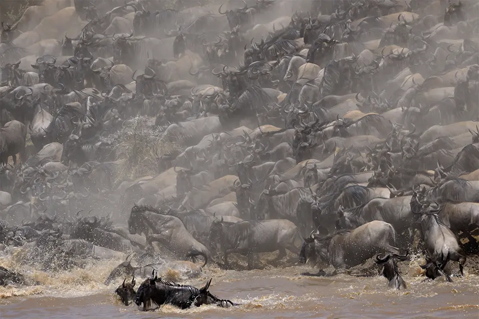 great migration safaris