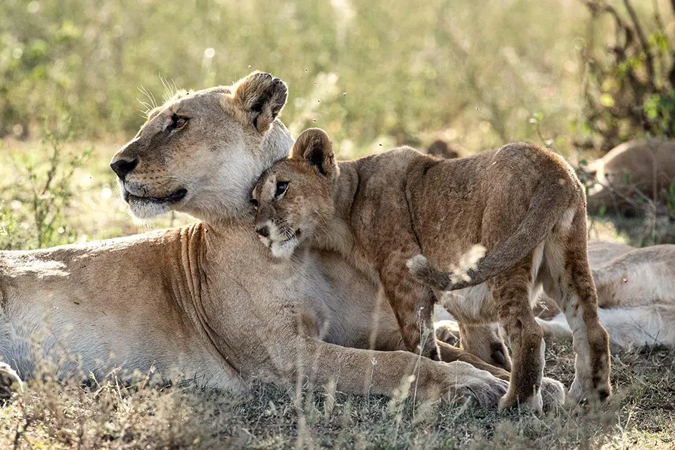 Lion and cub during the great migration