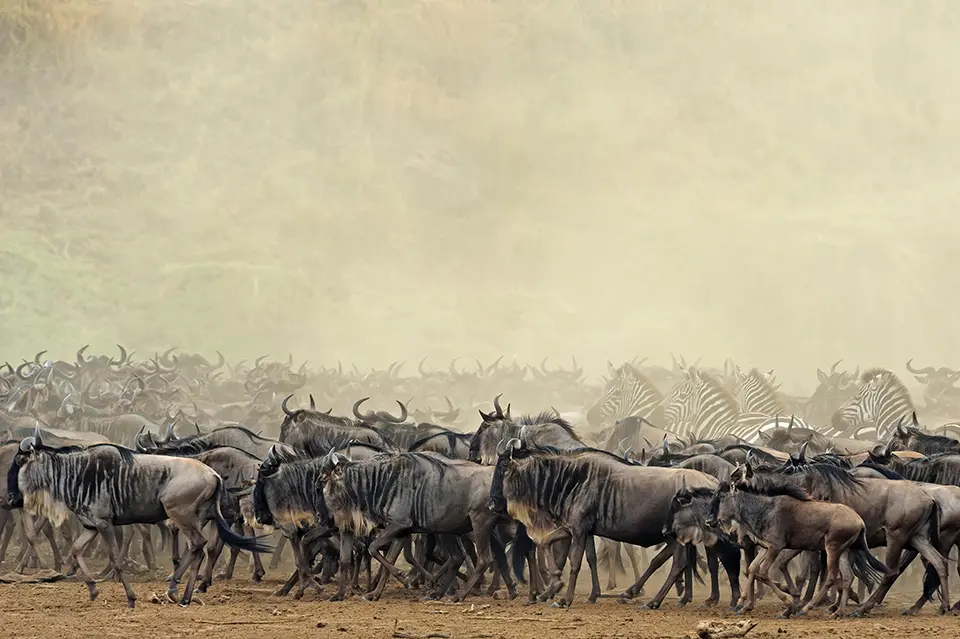 Great migration herds in december