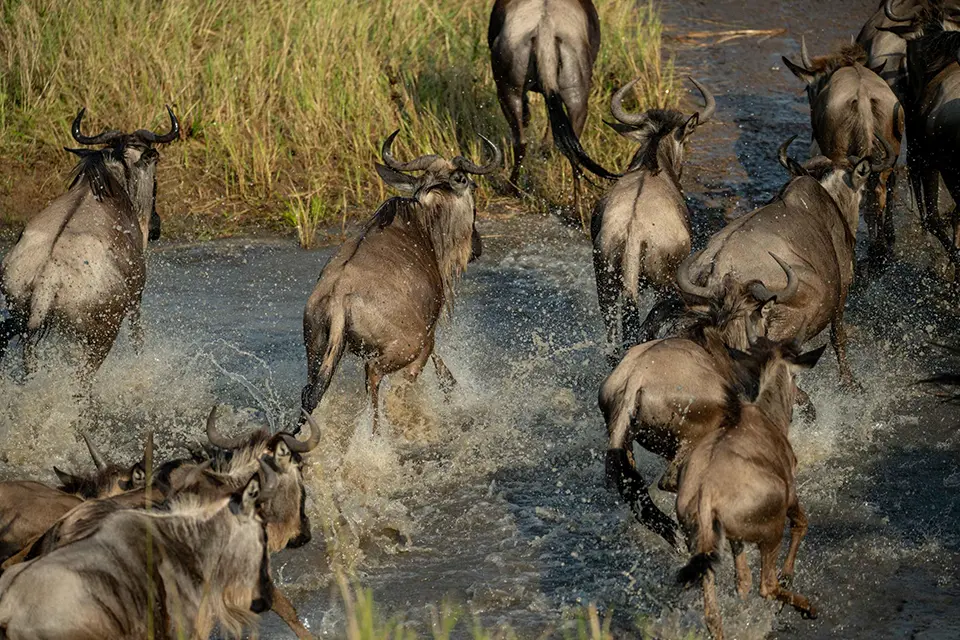 Great migration river crossing