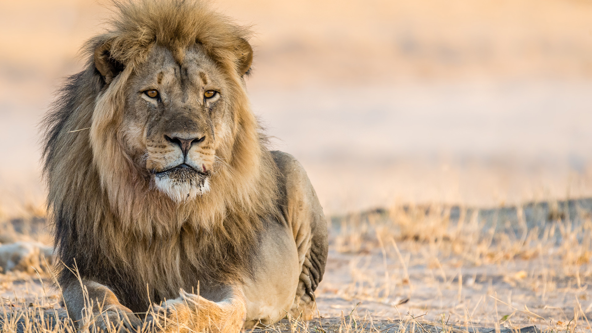 Luxury Hwange safari