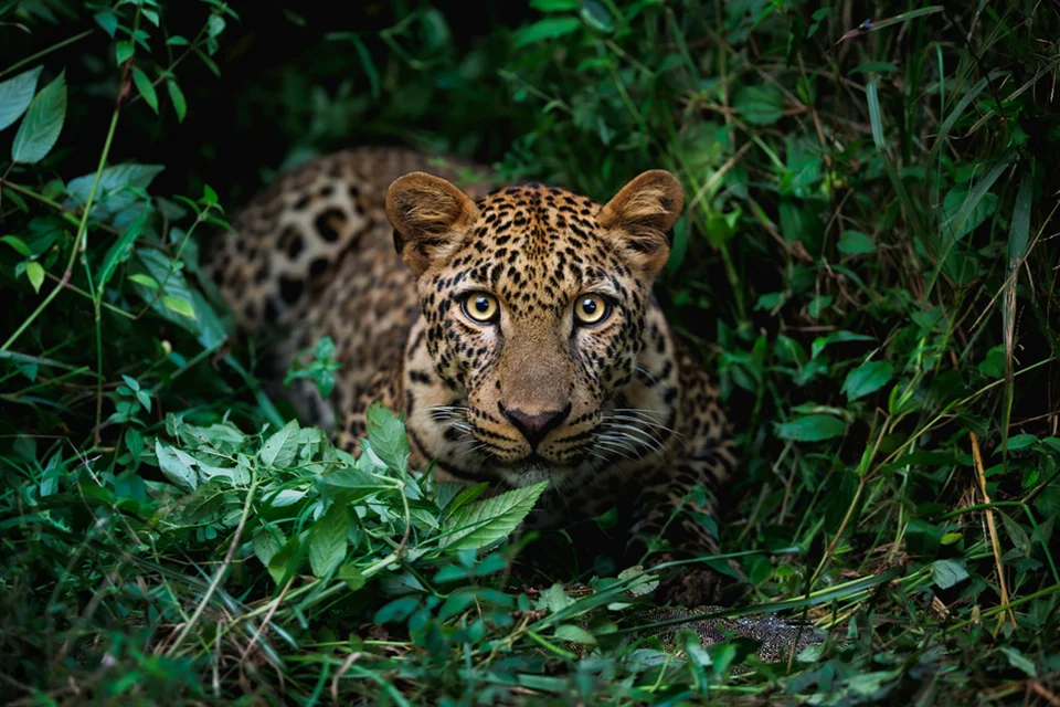 Leopard crouched among dense green vegetation, staring directly ahead