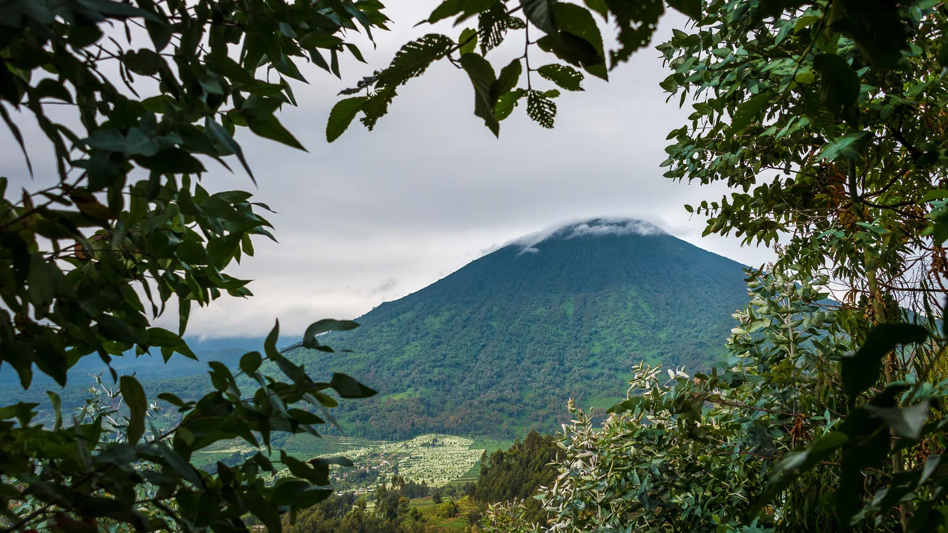 Cloud-covered volcanic mountain framed by lush forest near Bisate in Rwanda