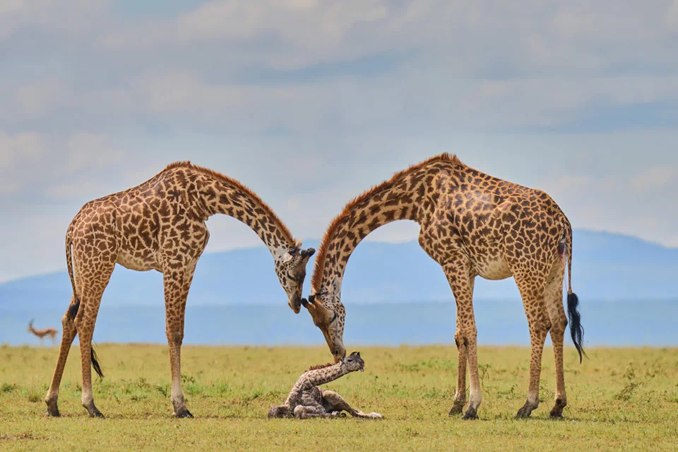 Adult giraffes gently nuzzling their newborn calf on the plains of Kenya’s Maasai Mara, a memorable wildlife encounter on an East African safari