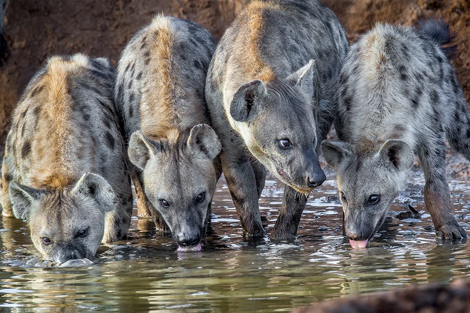 Four spotted hyenas drink from a waterhole, offering a glimpse into the social predators that play a vital role in Africa’s ecosystems