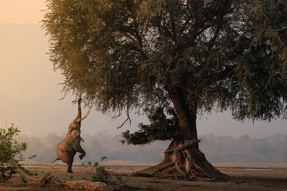 African elephant standing on its hind legs and reaching up into a large tree
