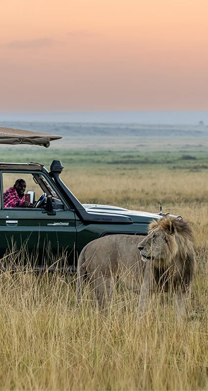 A male lion stands in tall grass beside an open safari vehicle carrying guests, with the African savanna stretching into the distance beneath a soft pink sky