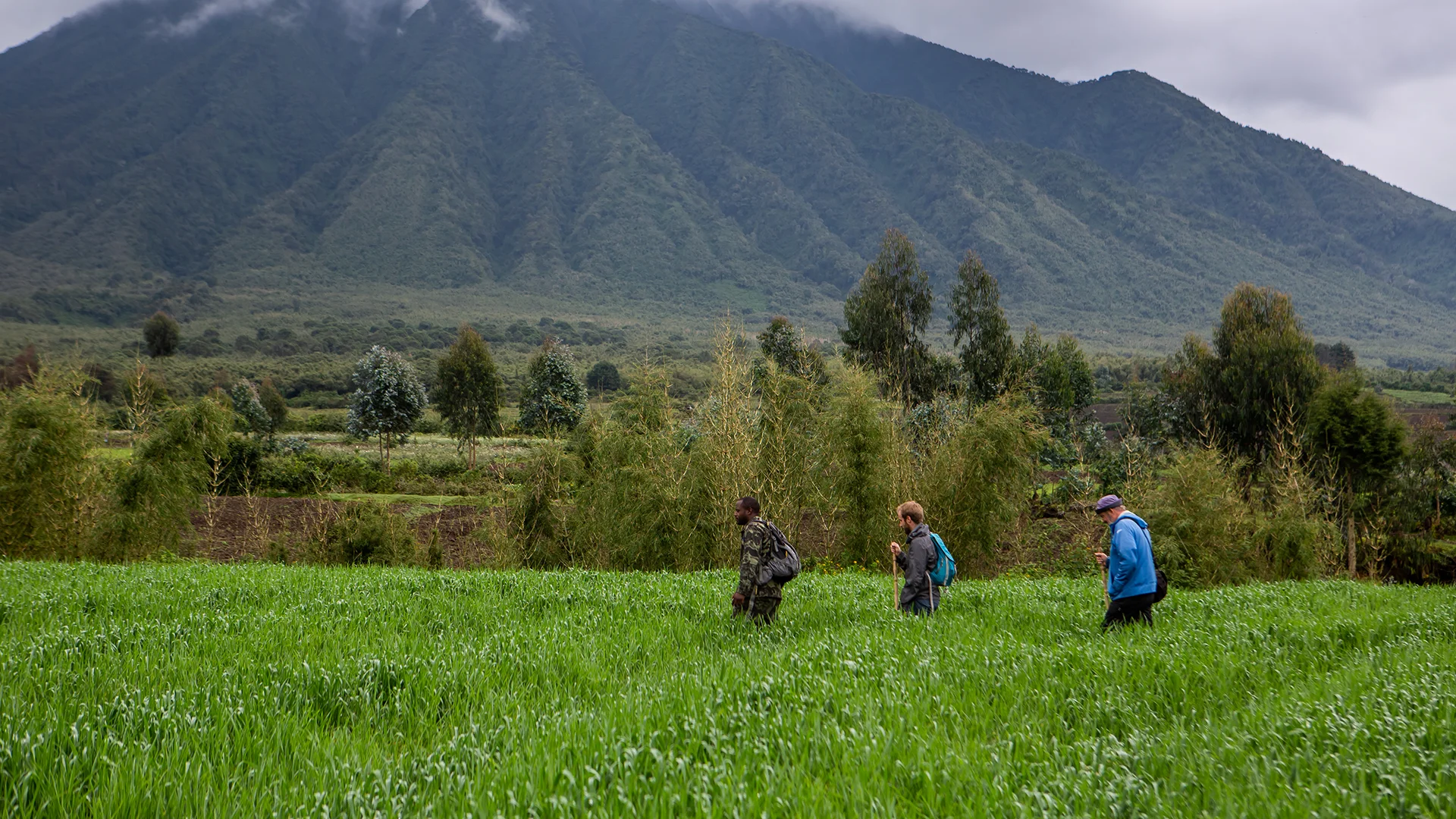 Guests trekking through farmland near the forested slopes of Volcanoes National Park, Rwanda, during a golden monkey trek