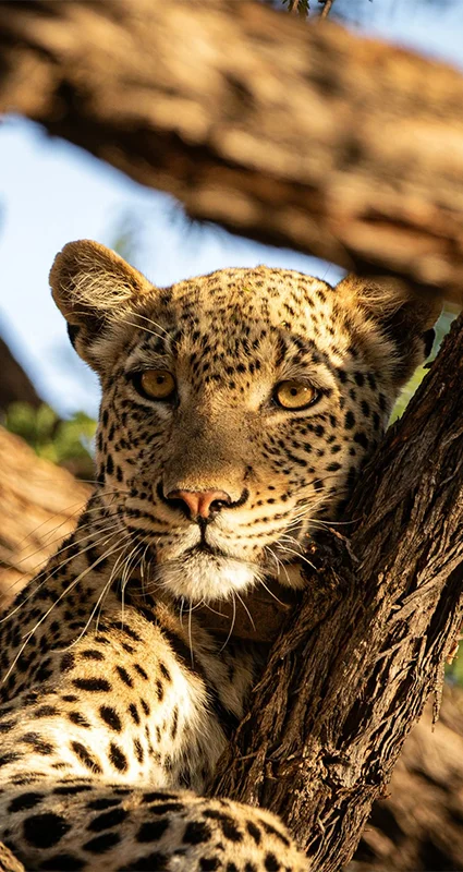 Leopard in a tree in Marakele National Park