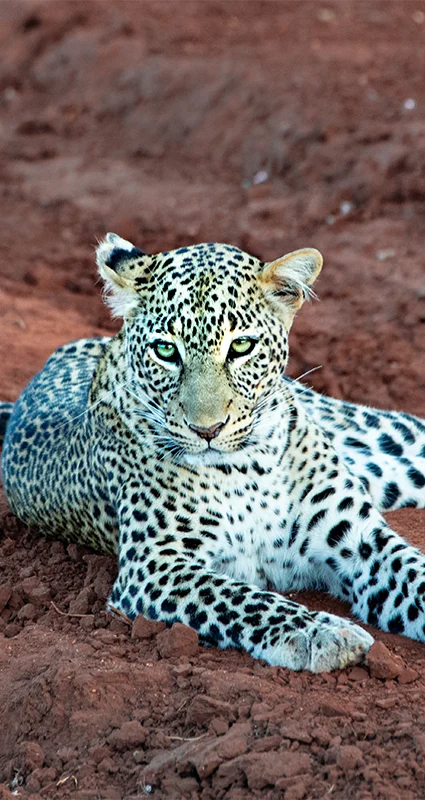 leopard tsavo west Kenya