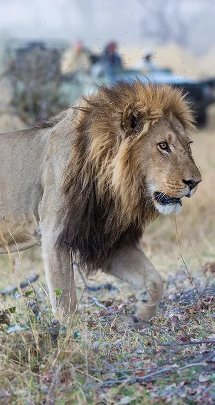 Male lion walking across the Linyanti landscape as a safari vehicle observes from a distance