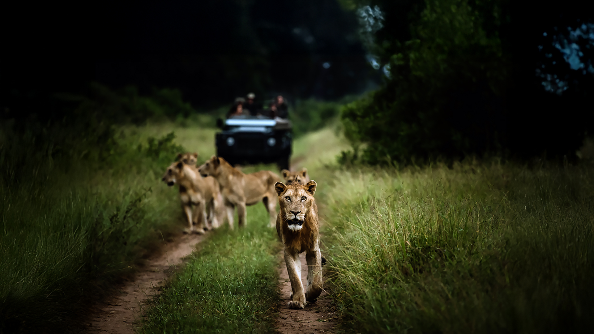 Big 5 Kruger