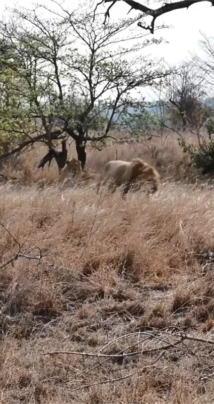 Lion moving through dry grassland in Pilanesberg National Park, South Africa