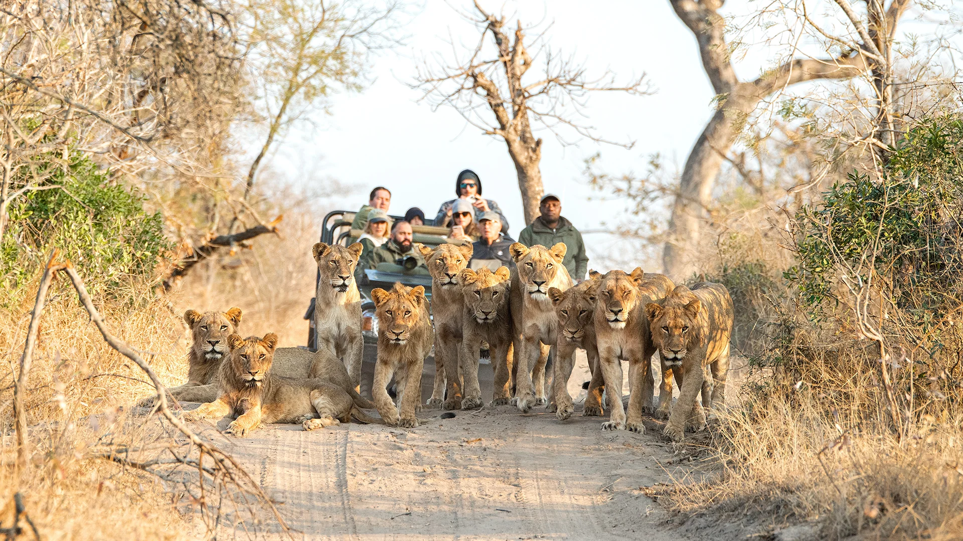 Pride of lions blocking a safari track as guests watch from an open game drive vehicle.