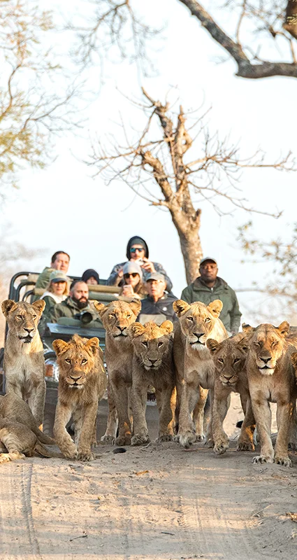 Pride of lions blocking a safari track as guests watch from an open game drive vehicle