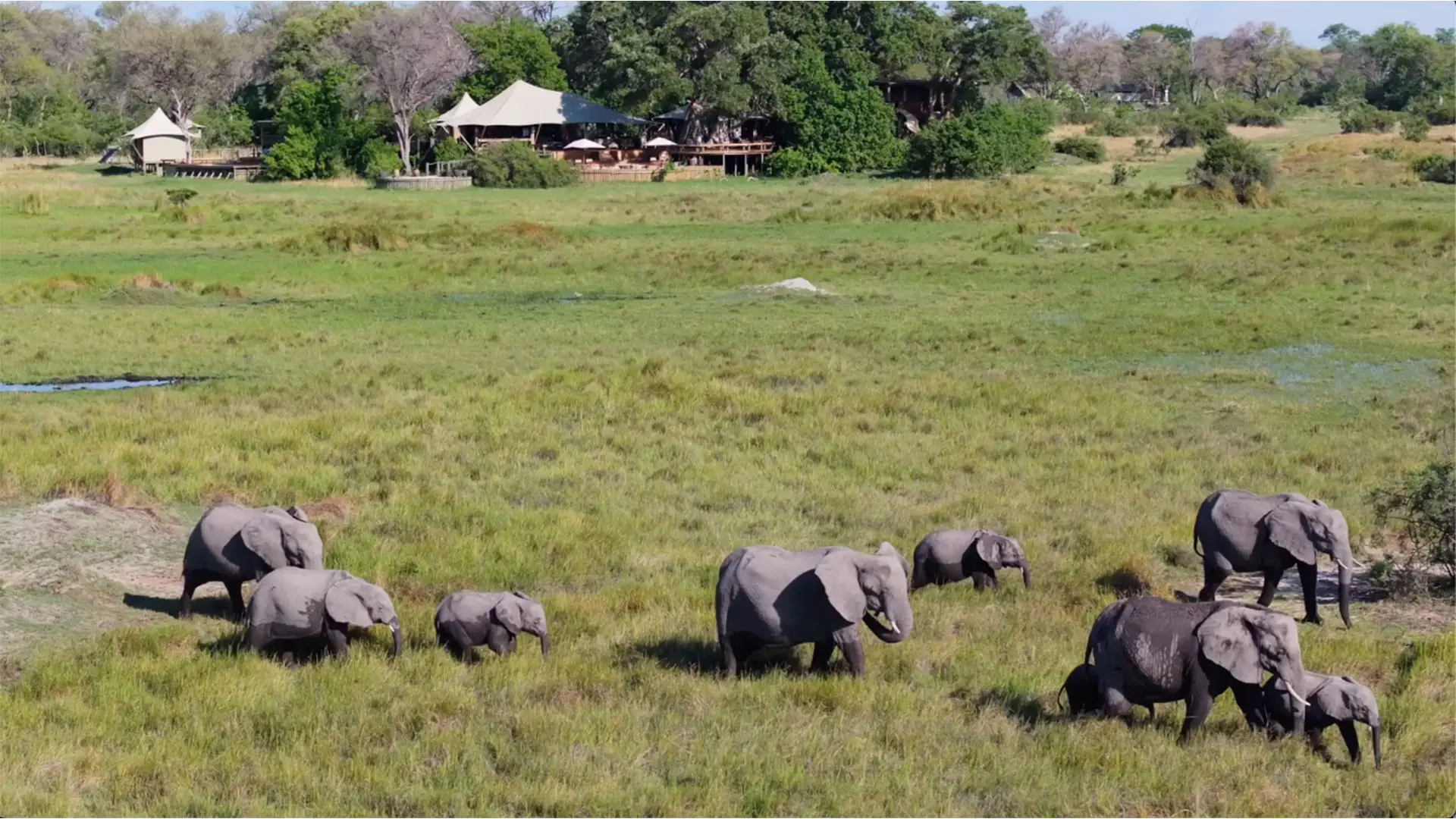 Botswana safari