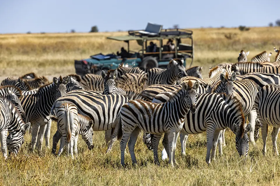 Zebra on safari