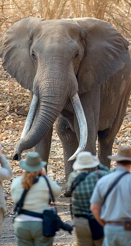 Safari guests on a guided walking safari observing a large African elephant in the bush at Mana Pools National Park, Zimbabwe
