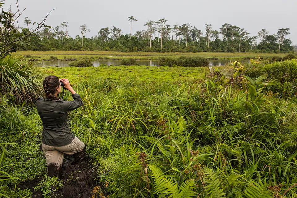 Guest birdwatching beside a rainforest wetland in Odzala-Kokoua National Park, Republic of the Congo