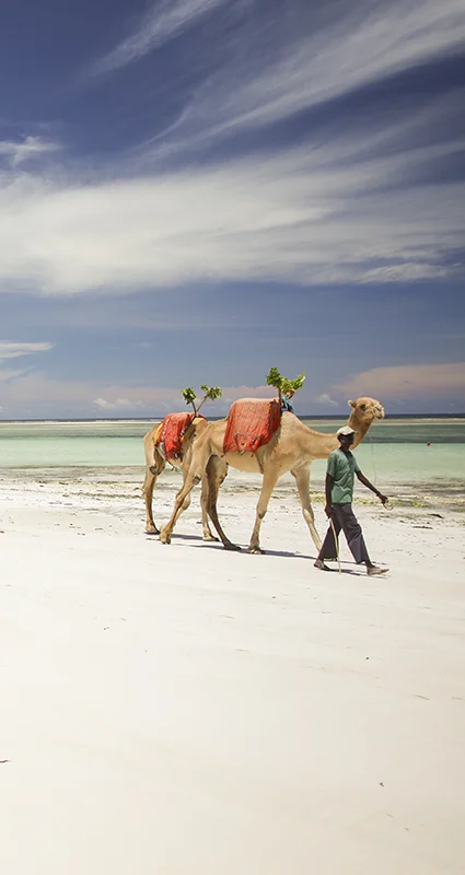 Two camels led by a handler walking along the white sands of Diani Beach on Kenya's Indian Ocean coast