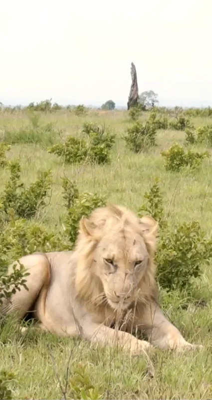 Male lion resting in open grassland in Mikumi National Park, Tanzania